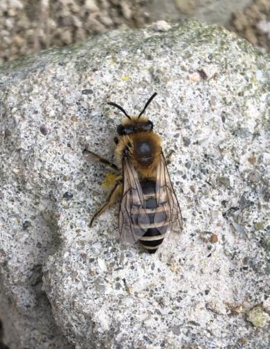 Colletes sp.